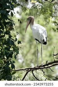                      Juvenile Wood Stork perched on a branch in a tree in the bright afternoon sunlight on Hilton Head Island.          