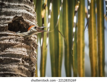 Juvenile Woodpecker With Red Feather On The Head Begging For Food From His Nest In A Palm Tree On A Caribbean Beach In Tulum On A Sunny Day