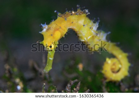 Juvenile yellow coloured Thorny Seahorse (Hippocampus histrix) on a black sandy seabed with algae. Underwater image taken scuba diving in Sangeang volcano, Indonesia
