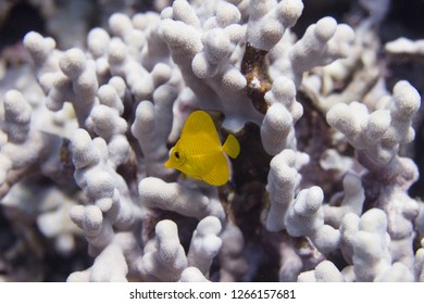 Juvenile Yellow Tang on Coral Reef off Kona, the Big Island, Hawaii