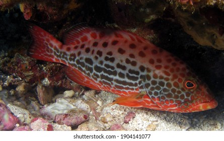 Juvenile Yellowfin Grouper Sheltered Underneath A Coral Outcrop