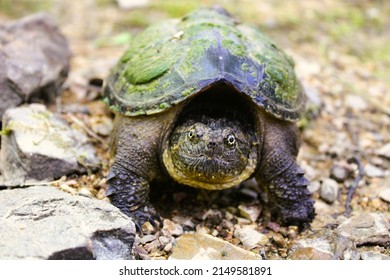 Common snapping turtle Images, Stock Photos & Vectors | Shutterstock