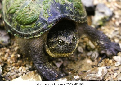 Common snapping turtle Images, Stock Photos & Vectors | Shutterstock