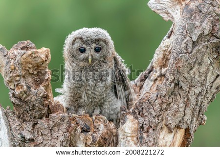 Juvenile  young The tawny owl or brown owl (Strix aluco)   on a tree in the forest of Gelderland in the Netherlands.                            