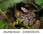 Juvenile young timber rattlesnake coiled up macro portrait