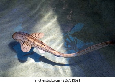 juvenile zebra shark swimming in shallow waters underwater portrait close up from the top