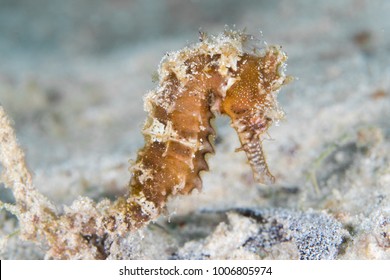 Juvenile Zebra Snout Seahorse Eating 