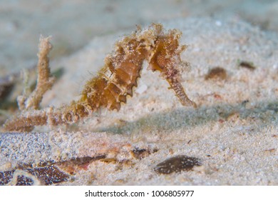 Juvenile Zebra Snout Seahorse Eating 