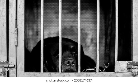 K9 Dogs In Cages Look Sad.