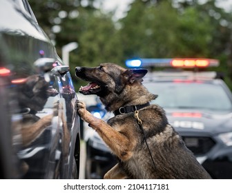 K9 Police Dog On Duty