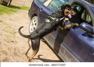 K9 Police Dog Ready To Climb On The Glass Of A Car To Search For Drugs Or Attack