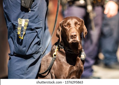 K9 Police Dog Together With Officer On Duty At Day