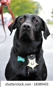 K9 Police Dog Wearing Badge