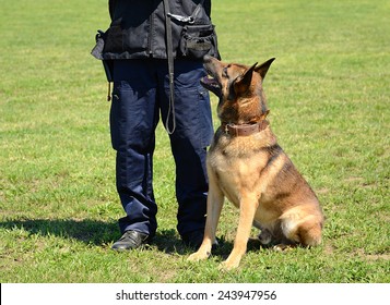 K9 Police Officer With His Dog In Training