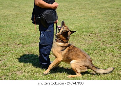 K9 Police Officer With His Dog In Training