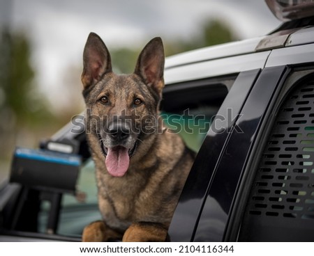 K9 unit police dog on radar duty