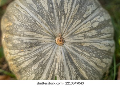 Kabocha Pumpkin, Macro Close-up Texture.