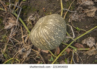 Kabocha Pumpkin, On The Farm, Top View, Close-up.