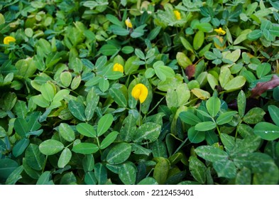 Kacang Hias Or Arachis Pintoi Plants