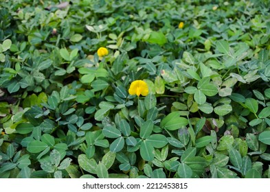 Kacang Hias Or Arachis Pintoi Plants