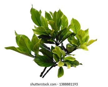 Kacapiring / Gardenia Augusta Also Known As Cape Jasmine Leaves Isolated On White Background. Green Plant Or Green Tree On White Background.