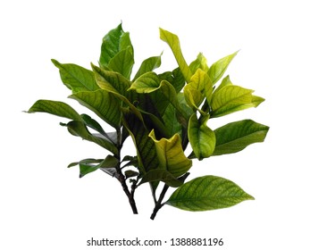 Kacapiring / Gardenia Augusta Also Known As Cape Jasmine Leaves Isolated On White Background. Green Plant Or Green Tree On White Background.