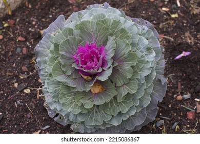 kachan Blooming wild cabbage with a pink center. Brassica olerecea. - Shutterstock ID 2215086867
