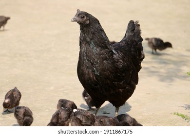 Kadaknath chicken breed,also called Kali Masi, is an Indian breed of chicken.They are completely black in color, that includes their meat and internal organs and is said to be very nutritious.
