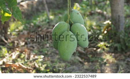 Kaew Turmeric Mango seasonal fruit.