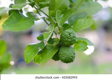 Kaffir Lime