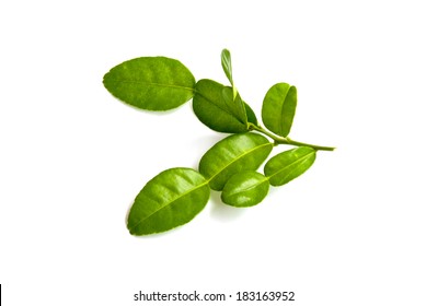 Kaffir Lime Fresh Leaf, Close Up