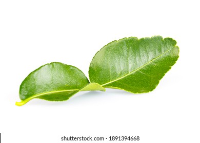 Kaffir Lime Leaf Isolated On White Background