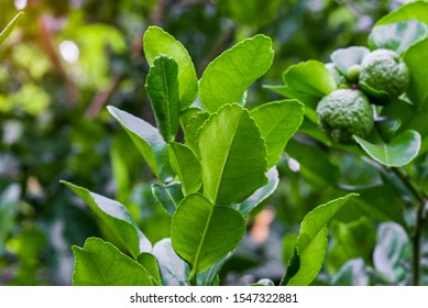 Kaffir Lime Leaf On Trees Close-up