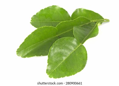 Kaffir Lime Leaves