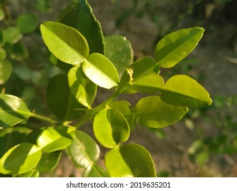 Kaffir Lime Leaves (Makrut Lime Leaves)