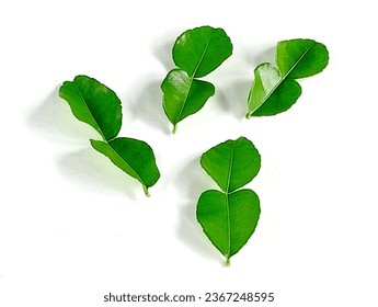 Kaffir lime leaves are medicinal plants used for cooking. Many kaffir lime leaves on a white background.k - Shutterstock ID 2367248595