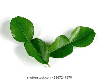 Kaffir lime leaves are medicinal plants used for cooking. Two kaffir lime leaves on a white background. - Shutterstock ID 2367249679