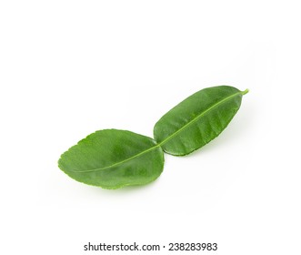 Thai Lime Leaves Images Stock Photos Vectors Shutterstock,What Can You Feed Ducks