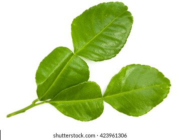 Kaffir Lime Leaves Images Stock Photos Vectors Shutterstock,How To Keep Cats Away From Your Property