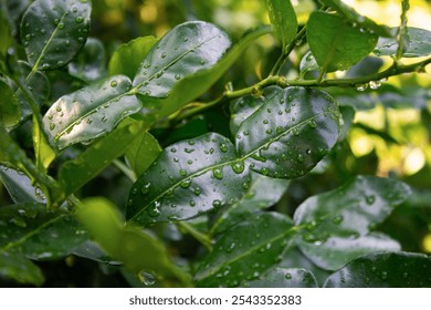 Kaffir lime leaves with rainwater droplets on them. The leaves are commonly used as food seasoning. Great for illustration or wallpaper - Powered by Shutterstock