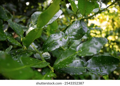 Kaffir lime leaves with rainwater droplets on them. The leaves are commonly used as food seasoning. Great for illustration or wallpaper - Powered by Shutterstock