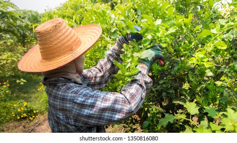 Pruning  Kaffir Lime Tree, Citrus Hystrix, Gardeners Are Pruning And Harvesting Products, The Leaves Are Highly Aromatic And Suitable For Asian Cuisines, Select Focus, Thailand.