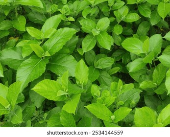 Kagsha Plant Displaying Broad Green Leaves in Dense Foliage in a Natural Habitat, Commonly Found in Tropical Forests - Powered by Shutterstock