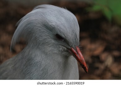 Kagu Face Is Closed Up