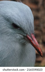 Kagu Face Is Closed Up