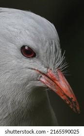 Kagu Face Is Closed Up