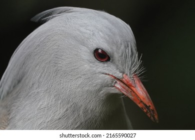 Kagu Face Is Closed Up