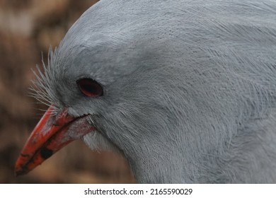 Kagu Face Is Closed Up