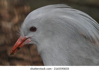 Kagu Face Is Closed Up