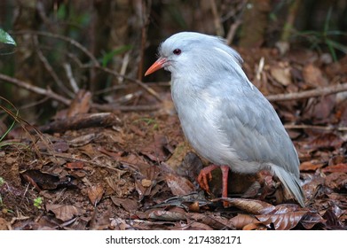 Kagu (Rhynochetos Jubatus) In The Wild, A Rare Endangered Bird Of New Caledonia.